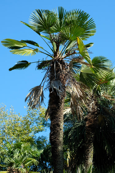 10 WAGNER WINDMILL PALM Dwarf Chusa Trachycarpus Fortunei Wagnerianus Tree Houseplant Seeds
